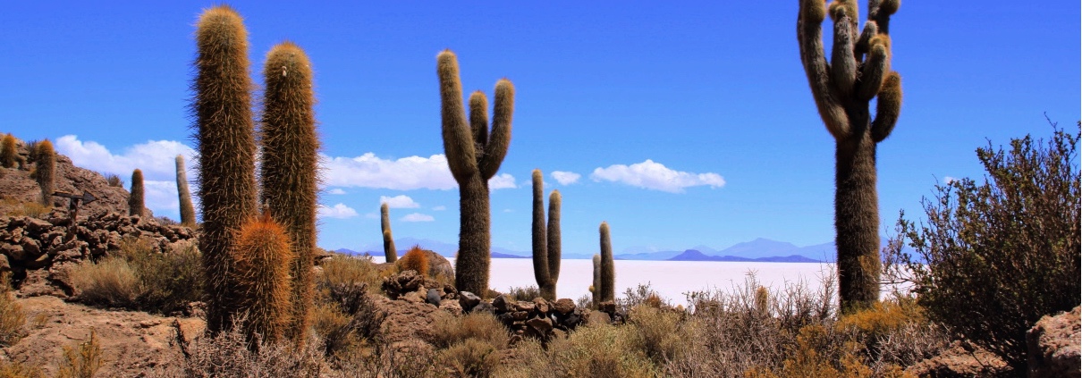 Kaktus Uyuni