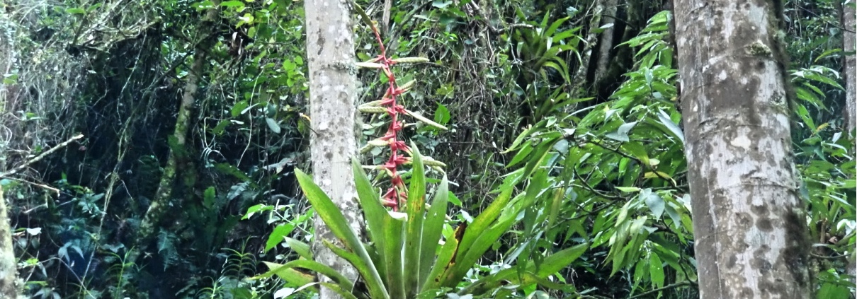 Peru Aguas Calientes Fauna